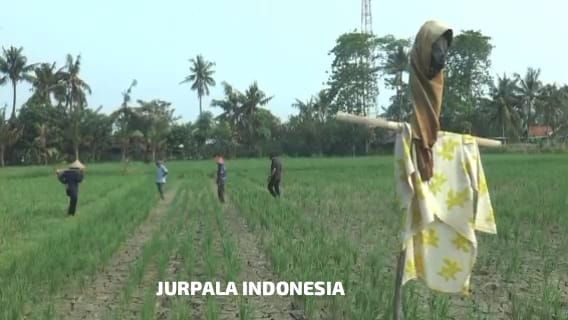 Kekeringan Melanda, Jurpala Indonesia : Pemkab Bekasi Harus Serius Tangani  dan Belajar dari Bencana Sebelumnya