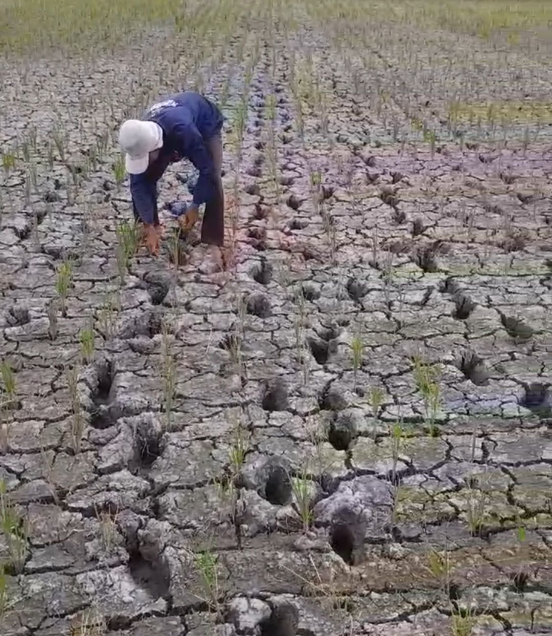 Petani Utara  Bekasi Mengadu Ke DPR-RI Lahan Persawahan Alami Kekeringan