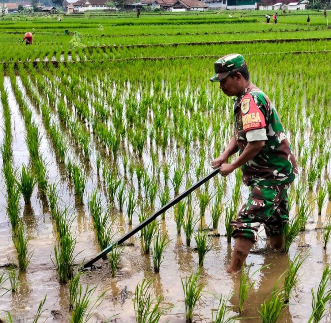 Babinsa Koramil 1304 Panumbangan Melakukan Pengolahan Lahan Pembibitan, Penanaman dan Perawatan