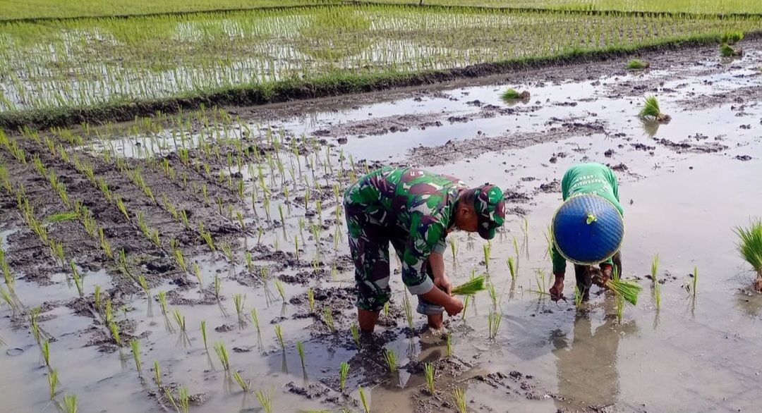 Babinsa Koramil 1318 Langensari Kodim 0613 Ciamis Turun Langsung ke Sawah Bantu Petani Binaan