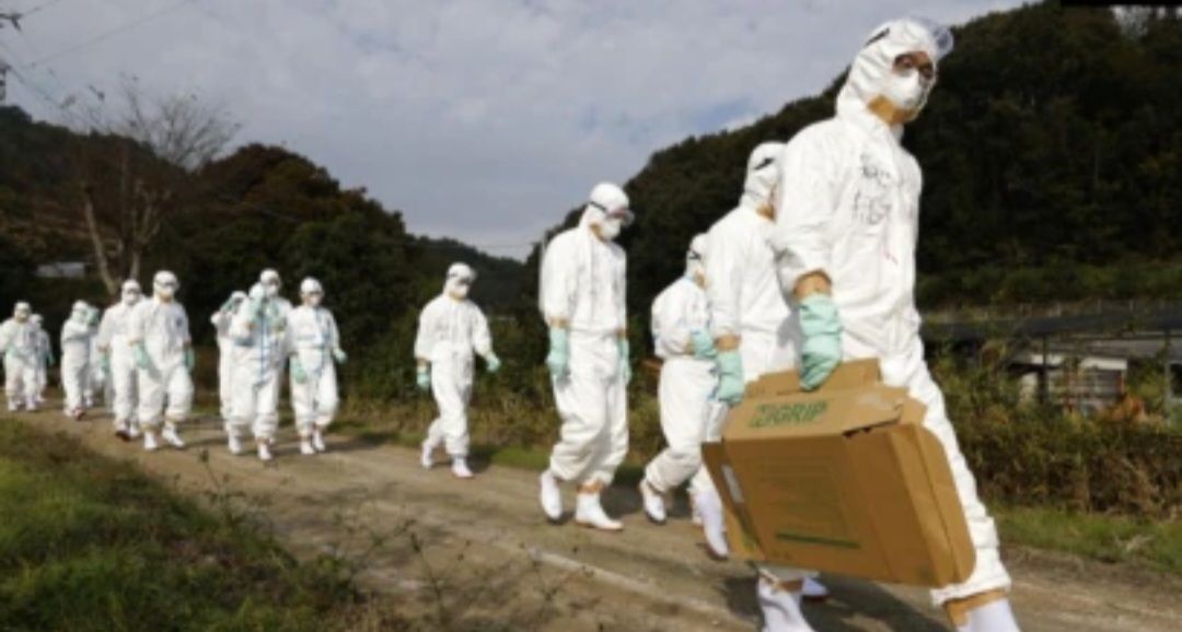 Sejumlah petugas dengan pakaian pelindung bergerak menuju peternakan unggas untuk memeriksa kemungkinan wabah flu burung di Jepang