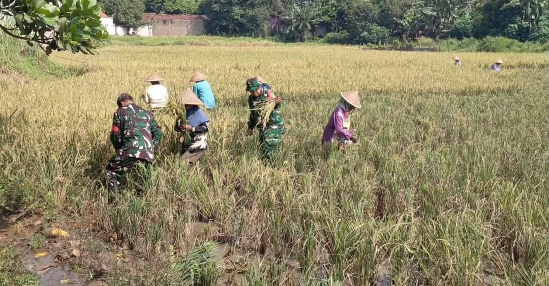 Koramil 06/Setu,Kodim 0509/Kab Bekasi Laksanakan Giat Panen Padi di Setu