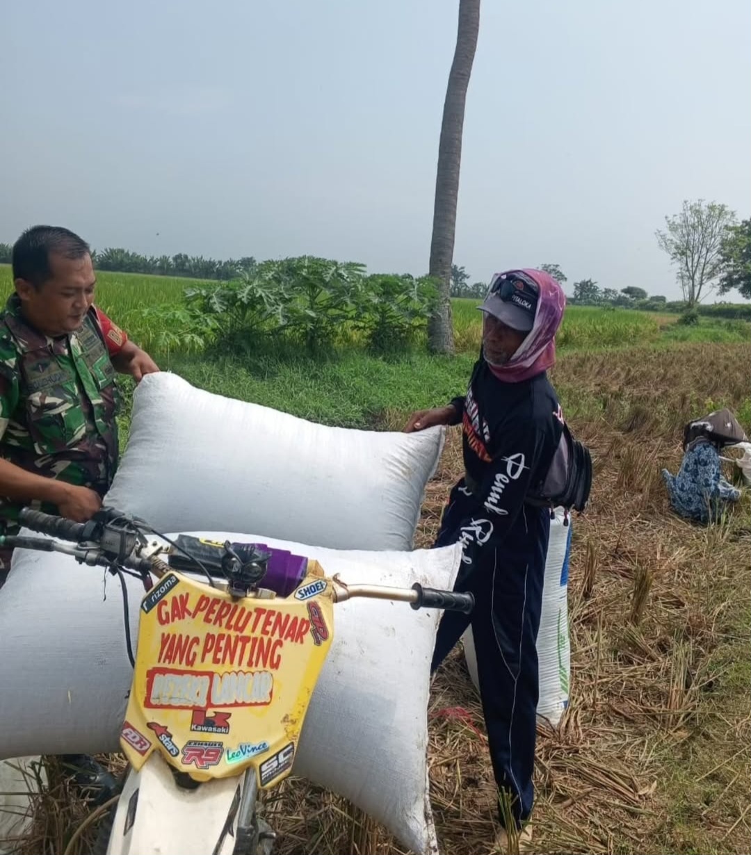 Koramil 011/Pebayuran Kodim 0509/Kab Bekasi Monitoring Pelaksanaan Panen Padi Varietas Muncul