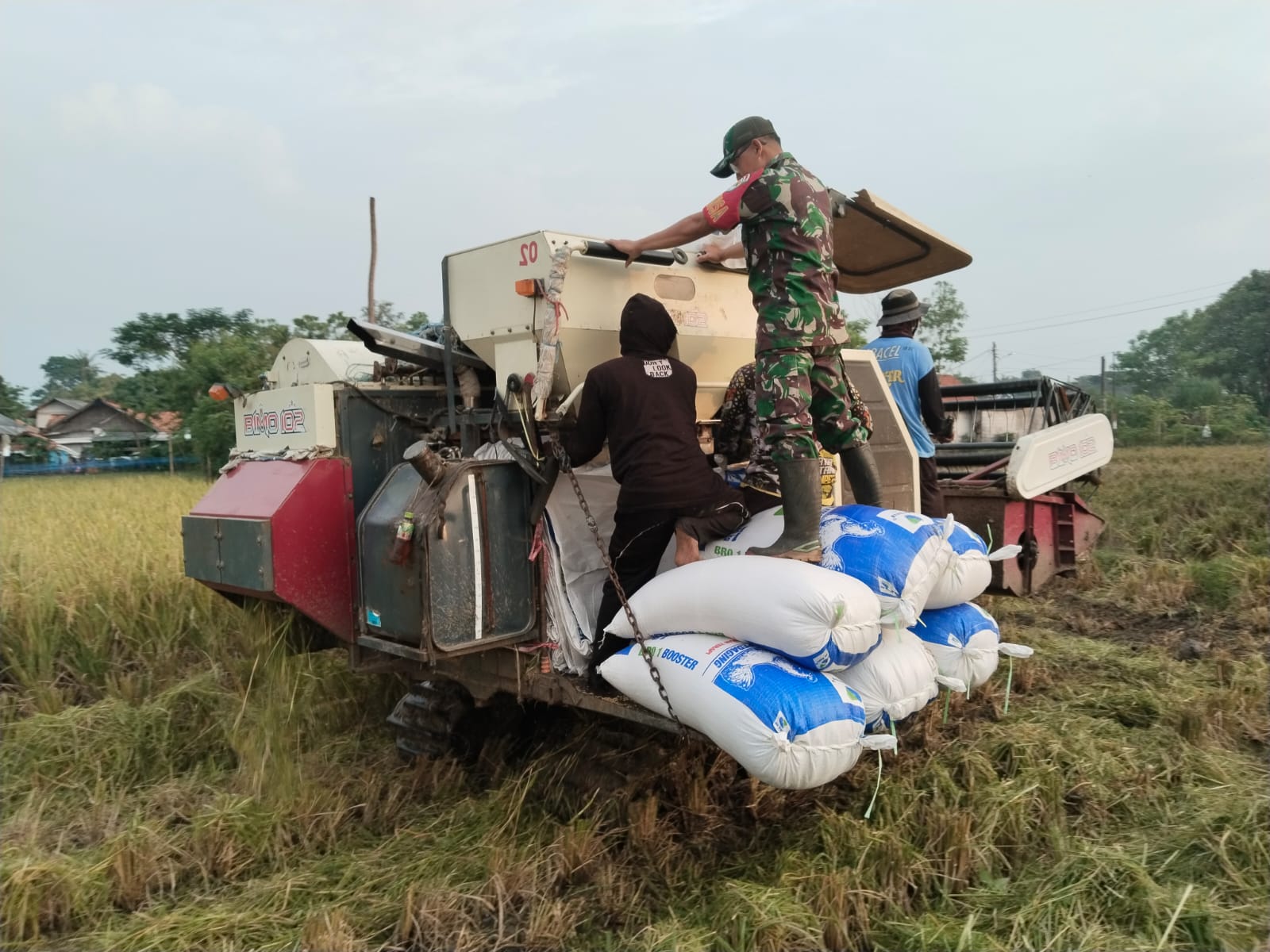 Babinsa Koramil 11/Pebayuran Sambut Baik Bersama Gapoktan Harga Nilai Gabah Yang Memuaskan