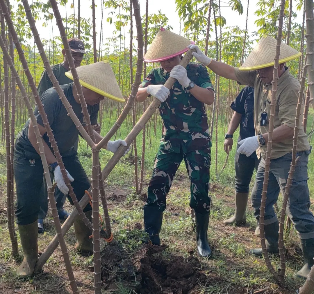 Kodim 0509/Kab Bekasi Panen Raya Singkong Bentuk Ketahanan Pangan