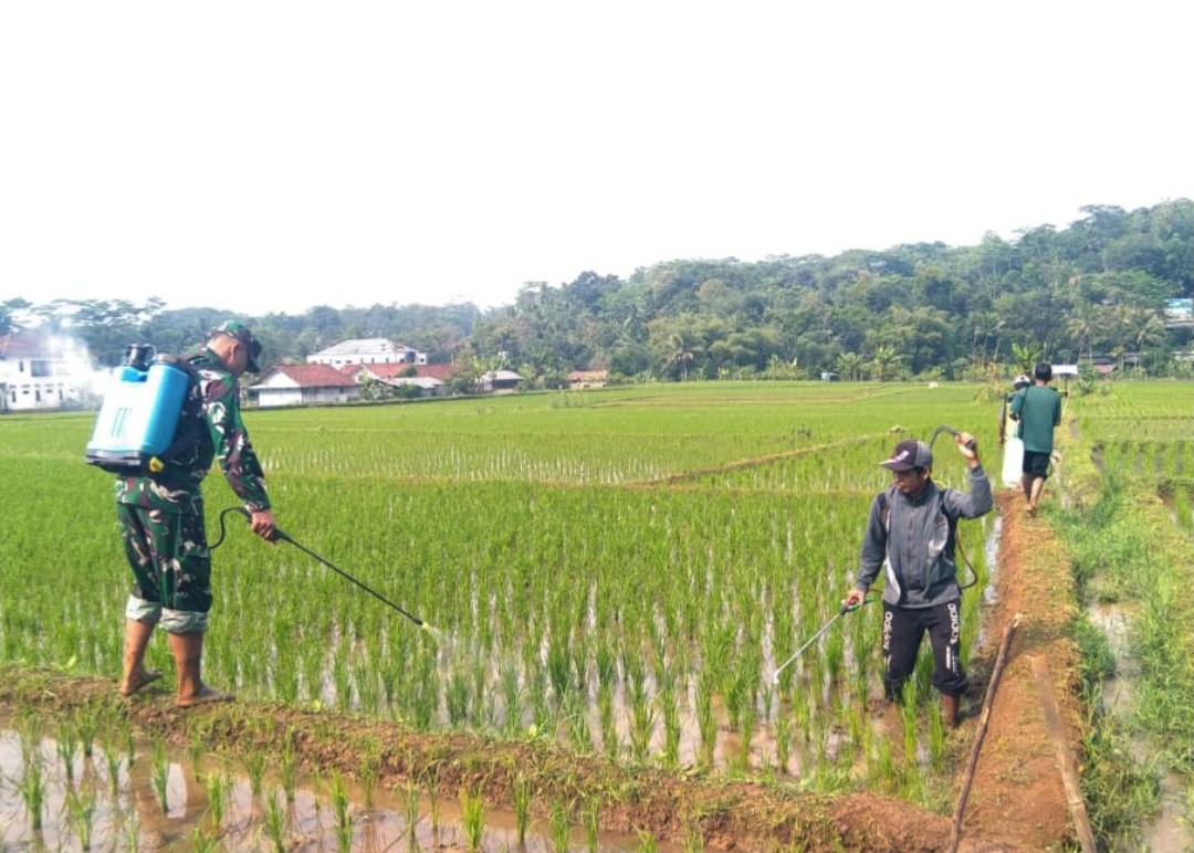 Babinsa Koramil 1308/Cipaku Bantu Petani Basmi Hama Wereng