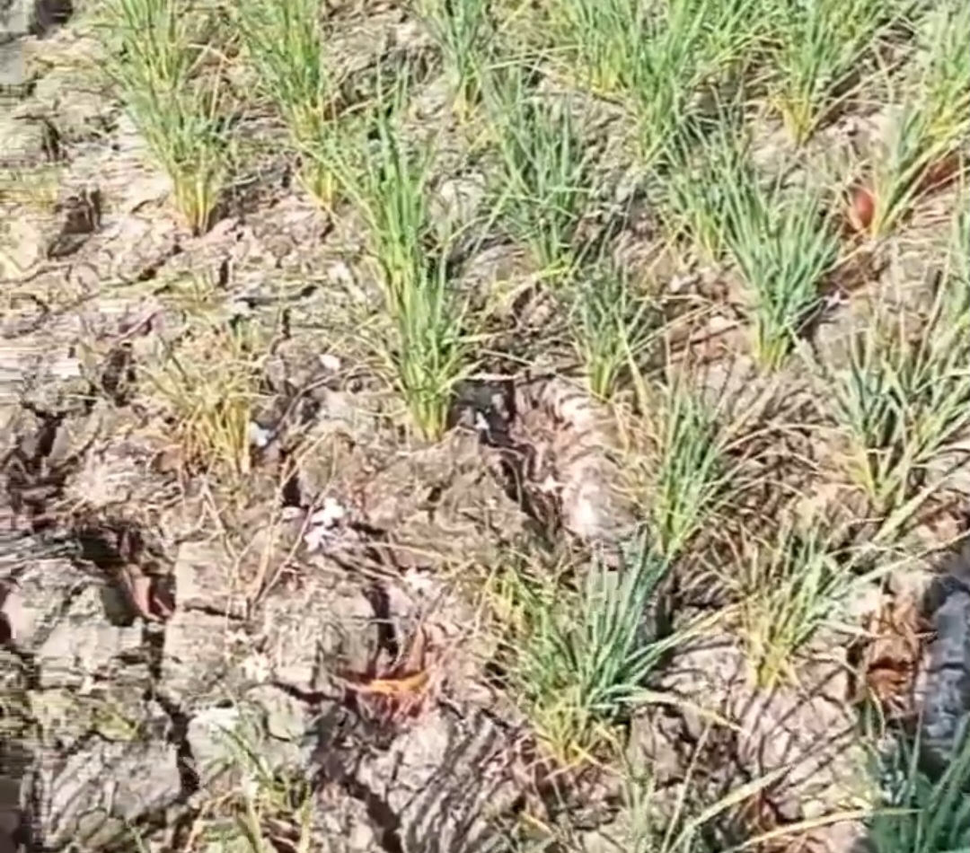Petani Menjerit, Ribuan Hektar Sawah di Sukaringin Mengalami Kekeringan 