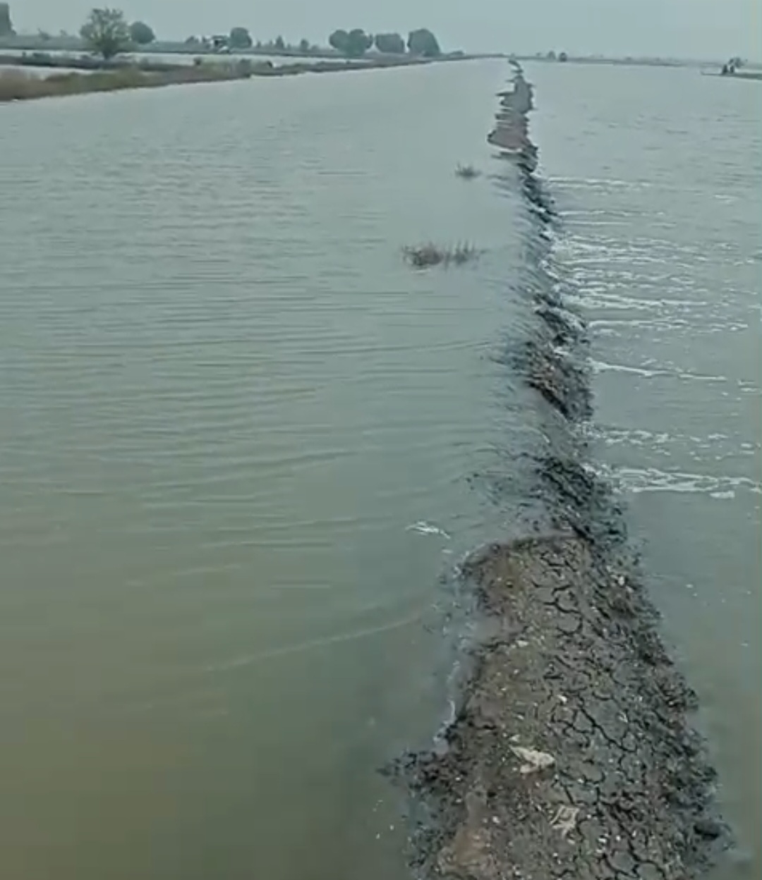 Bandeng Siap Panen Sirna Disapu Rob, Petani Muara Gembong: Kami Tak Mampu Bangkit Tanpa Bantuan Pemerintah