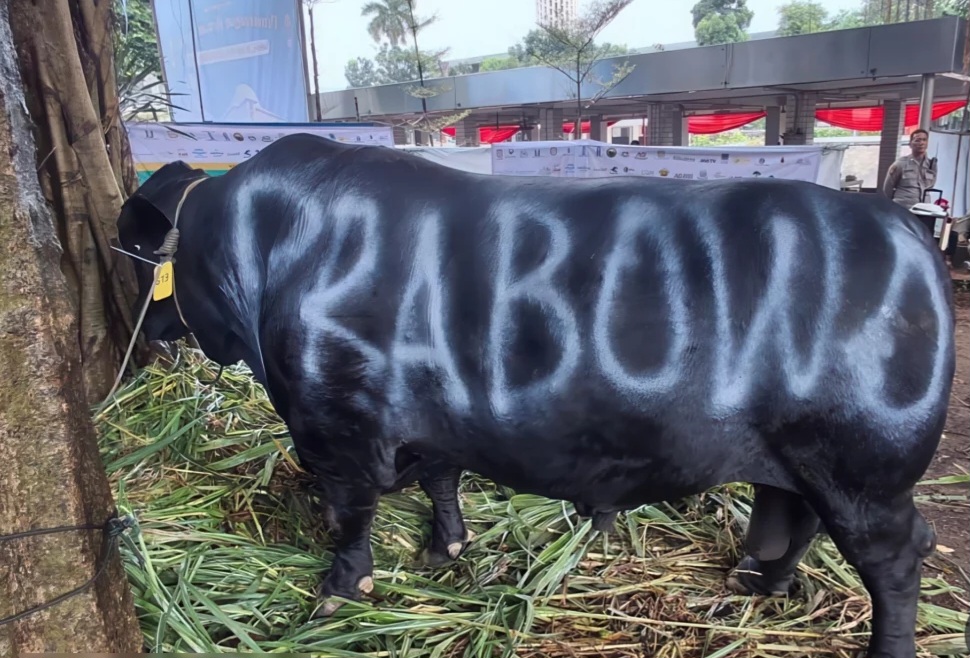Presiden Prabowo Serahkan 1.098 Ekor Sapi Qurban