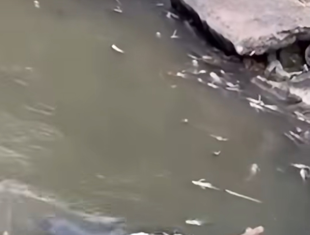 Heboh! Dua Hari Bau Menyengat dari Kali Sadang, Kini Ikan-Ikan Ditemukan Mati Mengambang
